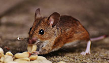 24 Hour & Emergency Exterminators in Stonington, ME